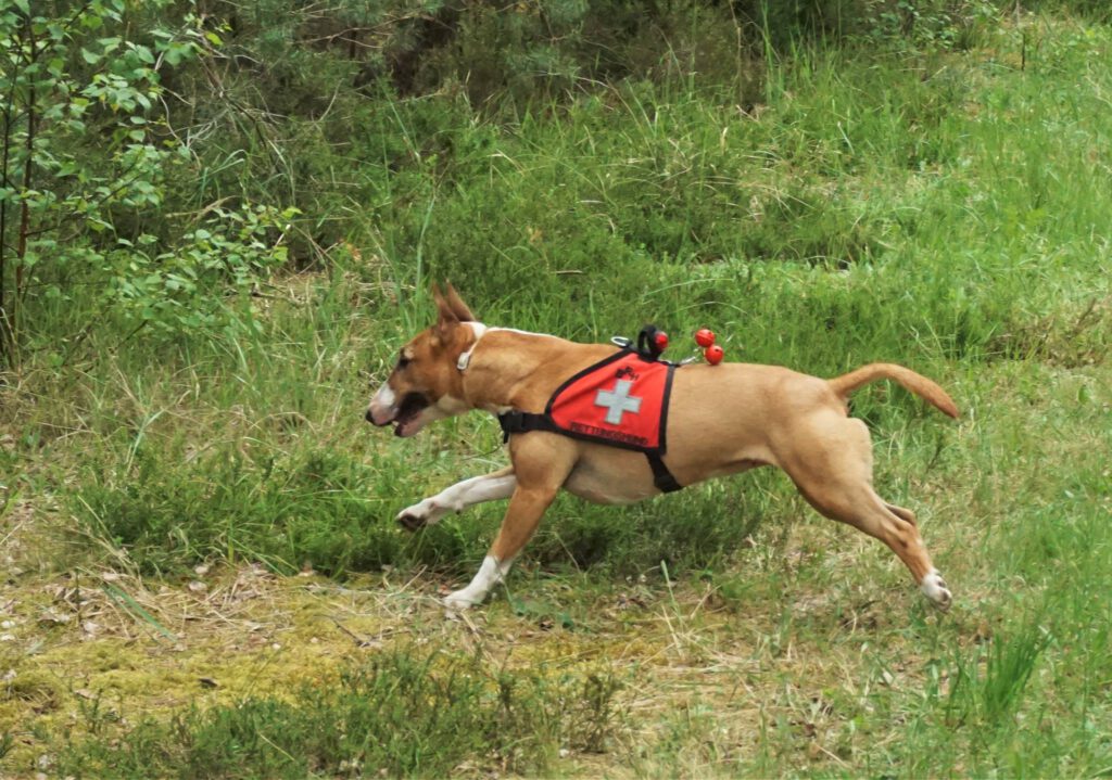 Shira Rettungshund